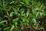 File:<b>Drimys</b> lanceolata.jpg