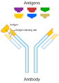 For the immunoglobulin family, see Immunoglobulin superfamily.