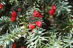 <b>Taxus</b> baccata berries