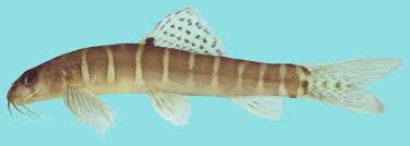 Image result for Nemacheilus kapuasensis