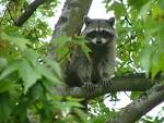 White Center Now: The blog about White Center » Archive » Wildlife ...
