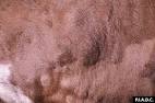 <b>Disease</b> Images: <b>Lumpy Skin</b>