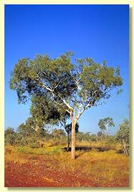 Image result for "Corymbia dichromophloia"