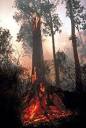 Satellite shows how logging makes forest more flammable ...