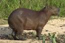 CAPYBARA - Land Mammal - The CAPYBARA - Ground Mammals