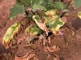 Eggplant <b>Verticillium</b> Wilt