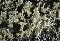 Image result for Cladonia caroliniana f. prolifera