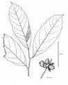 tree in the <b>Myristicaceae</b>.