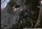 Virus - <b>Lumpy Skin Disease</b>