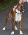 Boxer Information and Pictures, Boxers