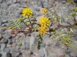 Image result for "Acacia pacensis"