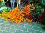 File:Mexican marigold.JPG - Wikipedia, the free encyclopedia