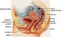 The Elusive G-Spot: Fact or fiction? - Phlog