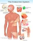 <b>Pheochromocytoma</b> symptoms, diagnosis and treatment by MedicineNet.