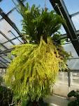 (<b>Lycopodiaceae</b>) plant.jpg
