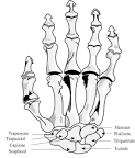 <b>Wrist</b> Bones Mnemonic