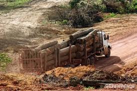 %name Brasile, foresta amazzonica in pericolo e ambientalisti uccisi. Firma la petizione internazionale on line