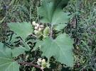 Young <b>xanthium</b> plant.