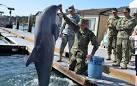 Robots Replace Costly U.S. Navy Mine-Clearance Dolphins [