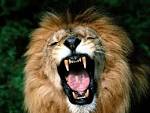 Lion - The Animal Kingdom Wallpaper (13351779) - Fanpop fanclubs
