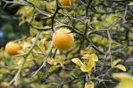 <b>Poncirus</b> trifoliata