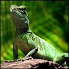 Today,<b>lizards</b> occupy almost