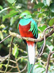 Pronuncia di quetzal