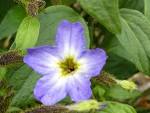 (<b>Solanaceae</b>) Flower.JPG