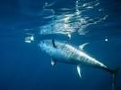 BLUEFIN TUNA, BLUEFIN TUNA Pictures, BLUEFIN TUNA Facts - National ...