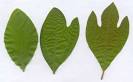 SASSAFRAS Leaf Benefits | ifood.