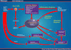 <b>Septic Shock</b>, Multiple Organ