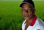 Rice Harvester Photograph - Rice Harvester Fine Art Print - Jose Solis ... - rice-harvester-jose-solis-fondeur