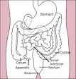 Human <b>gastrointestinal tract</b>
