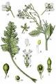 <b>Crambe</b> maritima Sea Kale