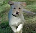Stella the Lab / Australian Shepherd | Puppies | Daily Puppy