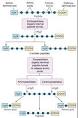 <b>exopeptidases</b>