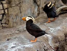 tufted puffins along the tufted puffins along the