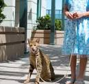 Ashera – World's Largest, Rarest and Most Exotic $20,000 House Cat