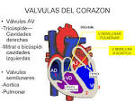 File:<b>Corazón</b> - Válvulas - 001.jpg - Wikimedia Commons