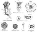 <b>Punicaceae</b> Horan.