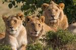 File:<b>Lions</b> Family Portrait
