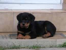 Tony tu peux venir mon rottweiler t'attend.  Images?q=tbn:ANd9GcTfM8R7jW1rf7a2piPL6AYWWY5APlhslV4hEVuDrmL-Sw66vlhF