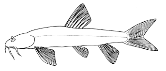Image result for Triplophysa gejiuensis
