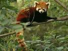 Red Pandas, Red Panda Pictures, Red Panda Facts - National Geographic