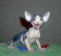 Hungry Sphynx Kitten - Sphynx - Cat and Kitten Pictures