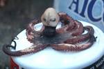 Cooking octopus into a delicious meal