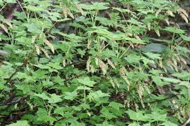 Image result for ribes japonicum