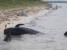Dozens of whales stranded off Everglades National Park