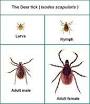 American Lyme Disease Foundation