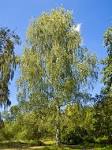 File:<b>Betula</b> pendula 001.jpg